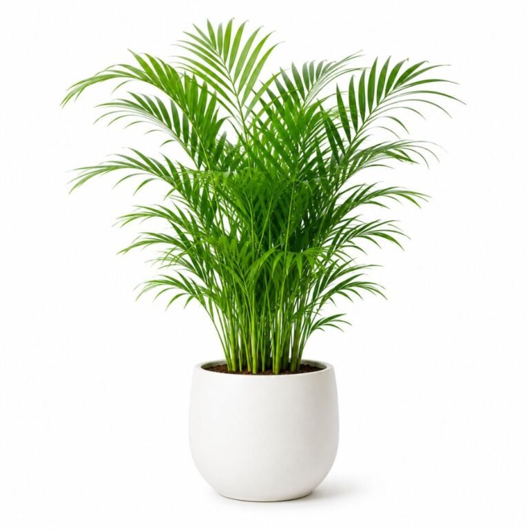 Areca Palm