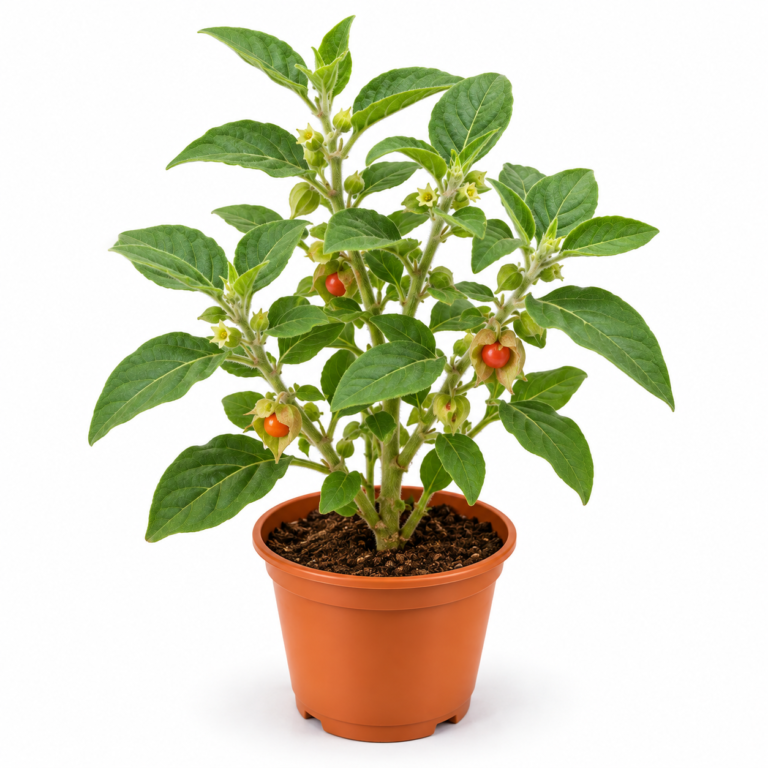 Ashwagandha