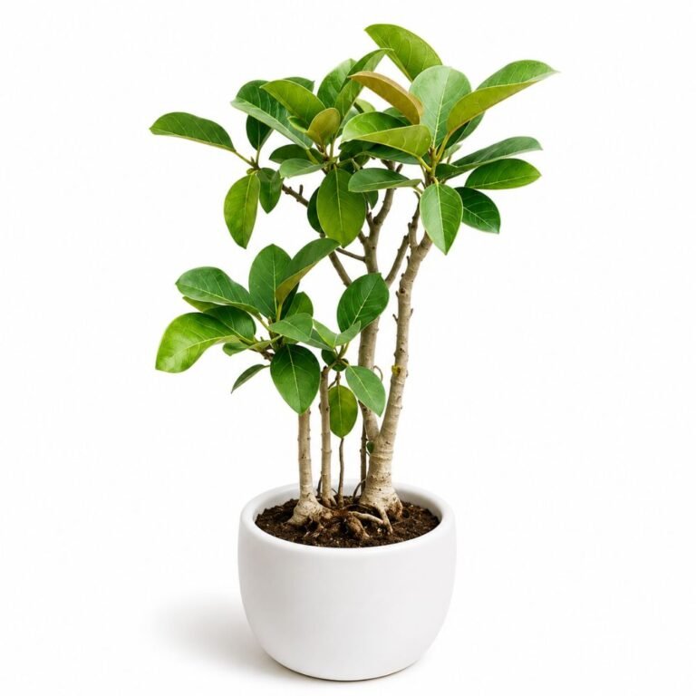 Banyan