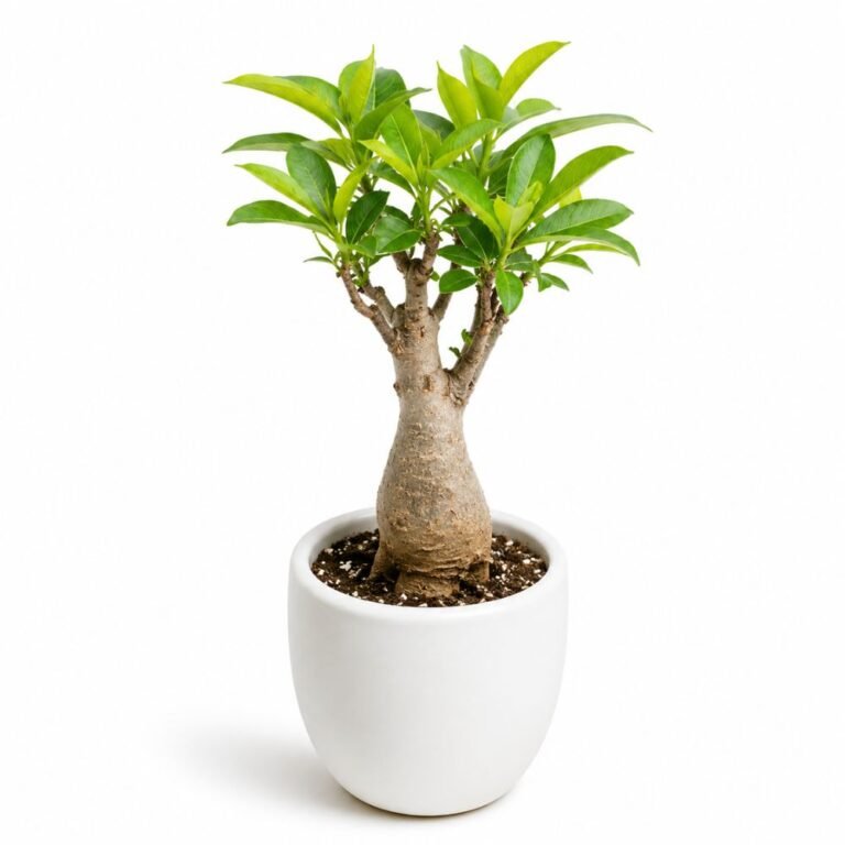 Baobab