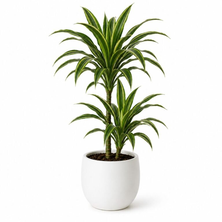 Dracaena