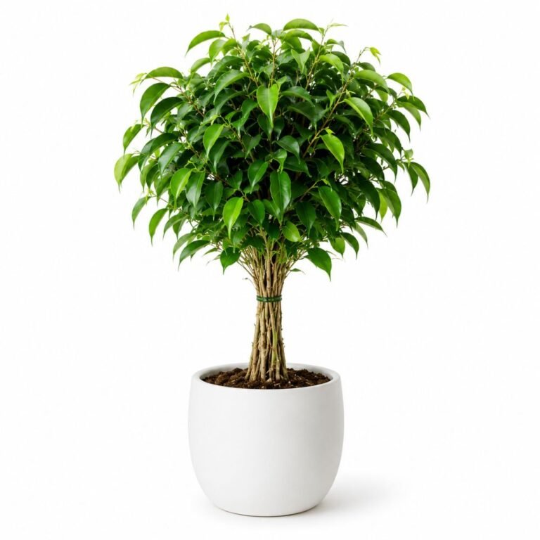 Ficus