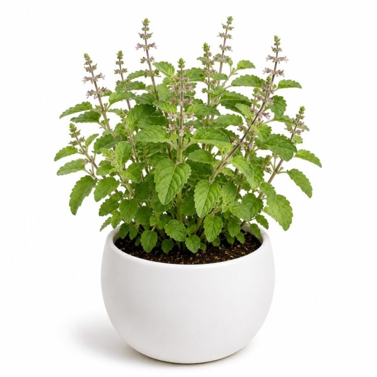 Kapur Tulsi