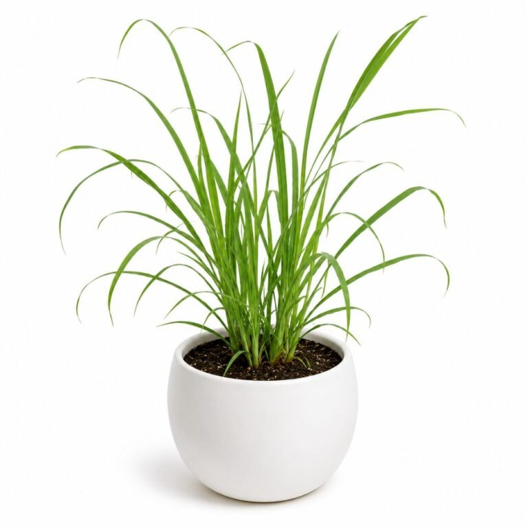 Lemongrass