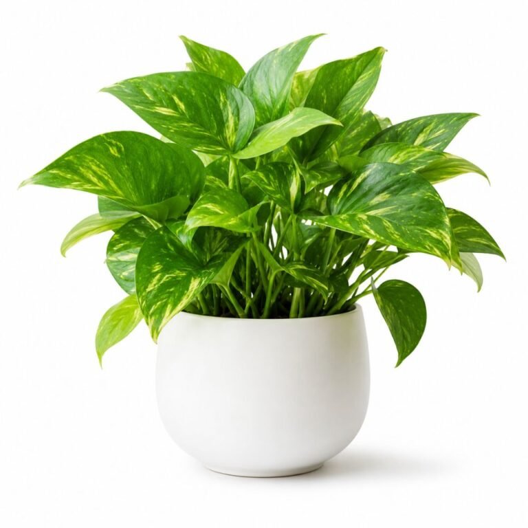 Money Plant (Pothos)