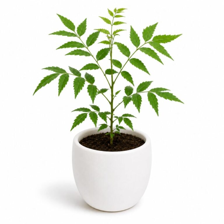 Neem