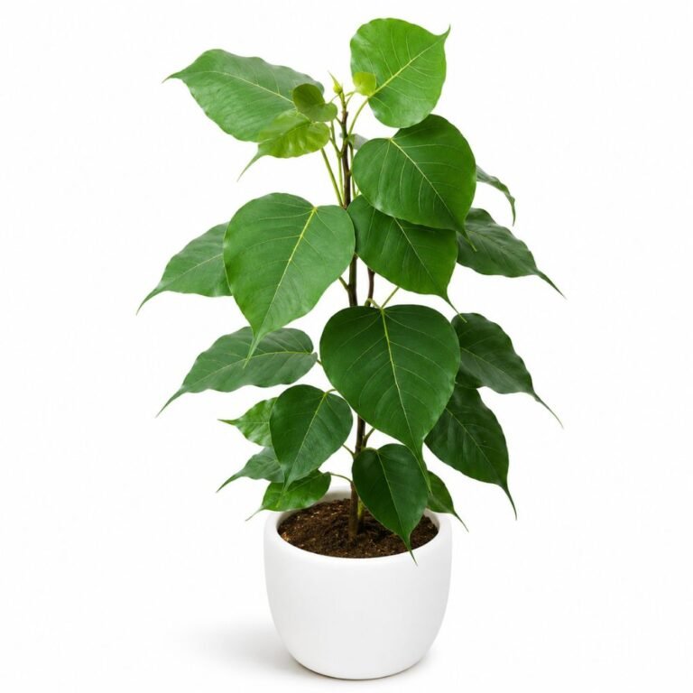 Peepal