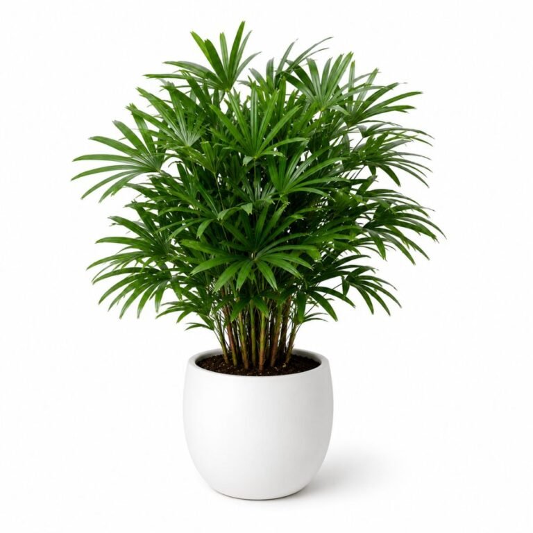 Rhapis Palm