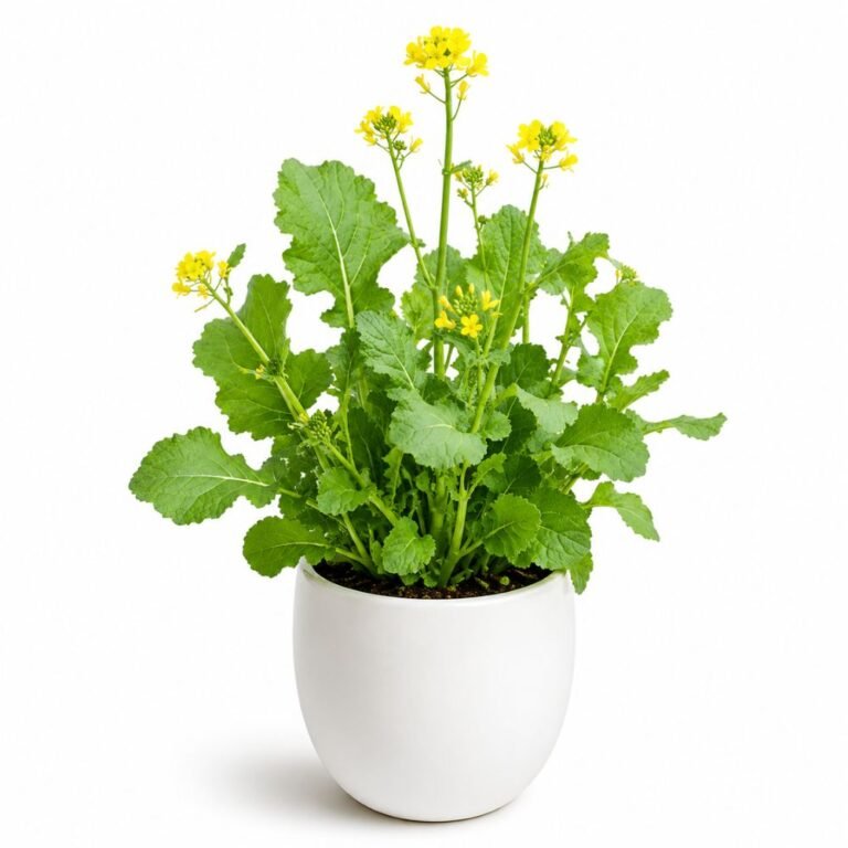 Saag