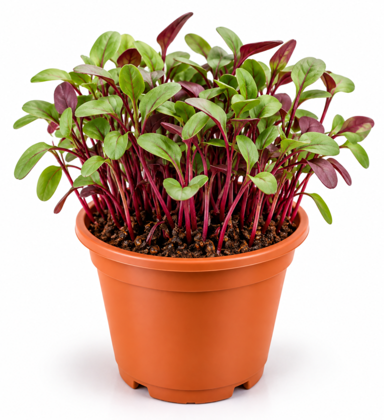 Beetroot Microgreens