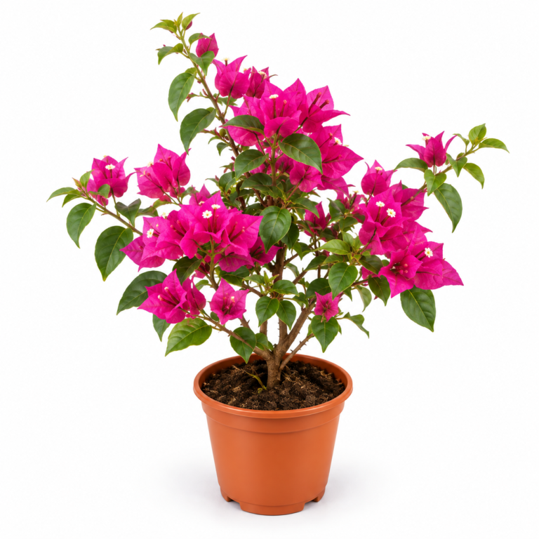 Bougainvillea