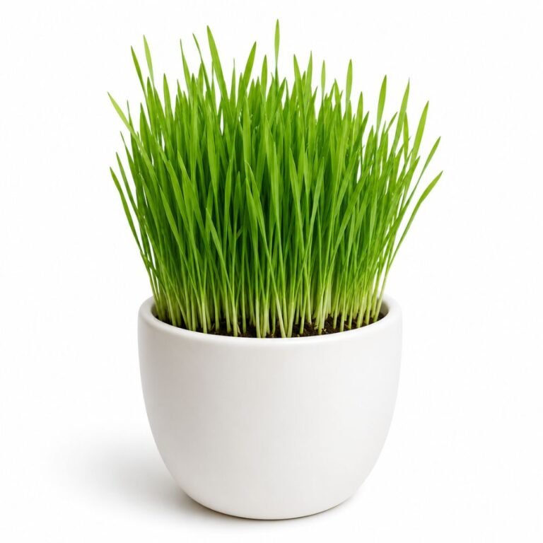 Wheat Grass