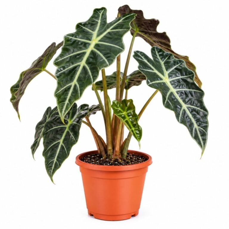 Alocasia