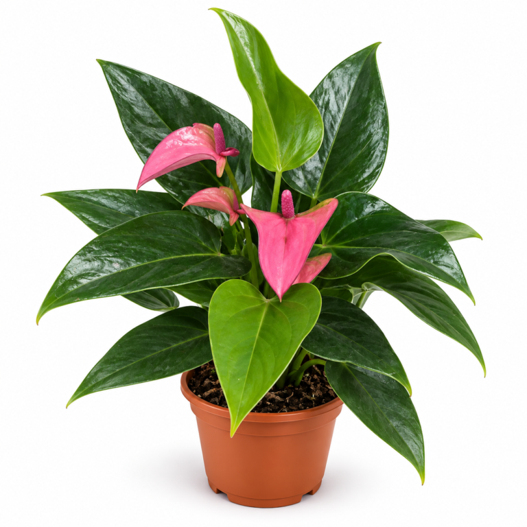 Anthurium Purple