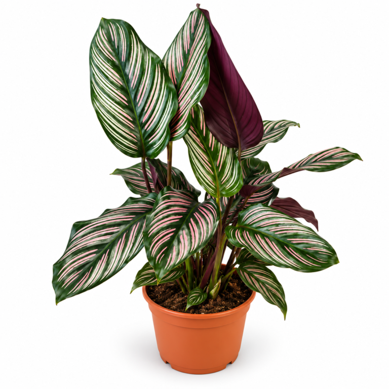 Calathea Majestica White Star