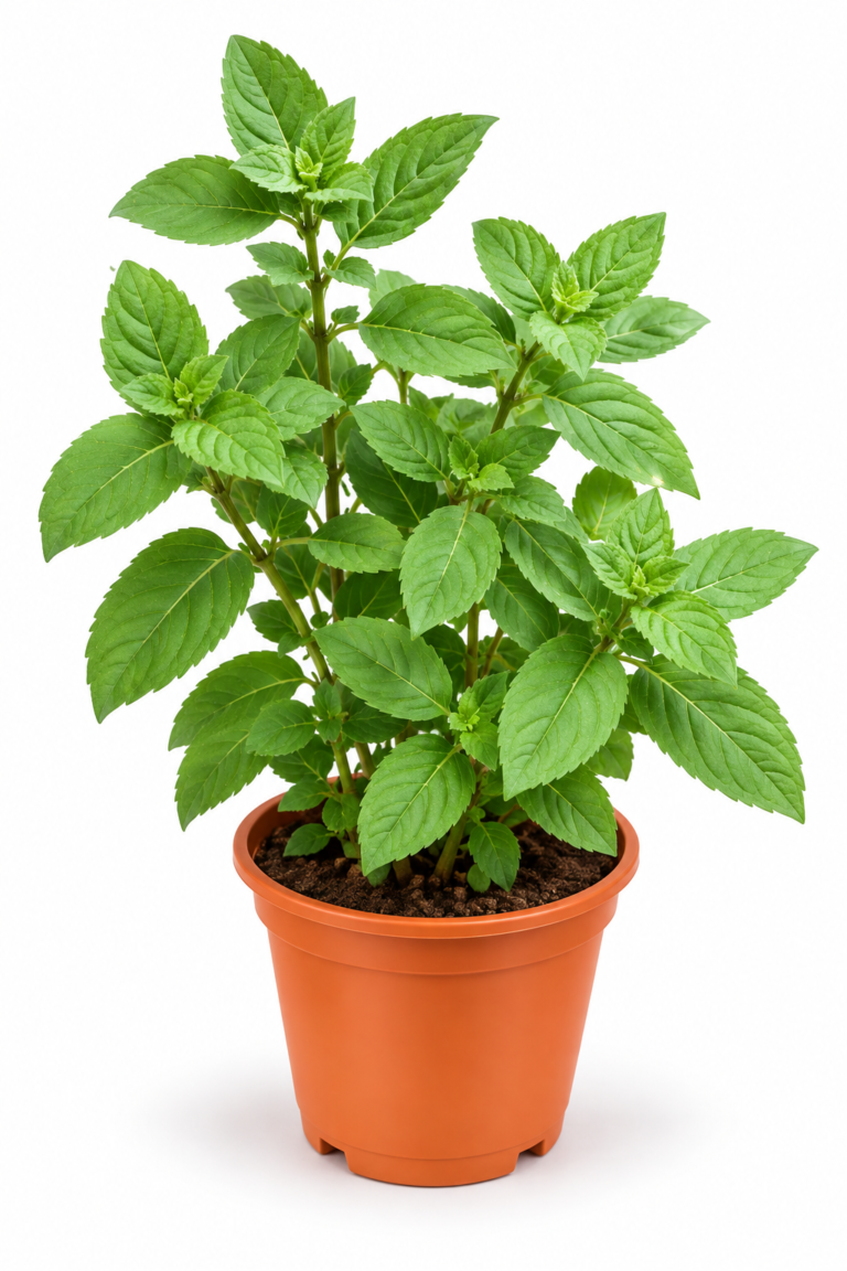 Peppermint