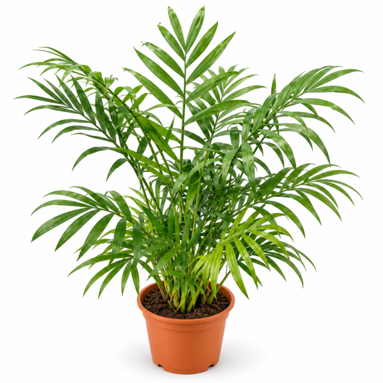 Parlour Palm
