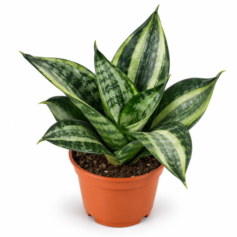 Sansevieria Silver Zebra
