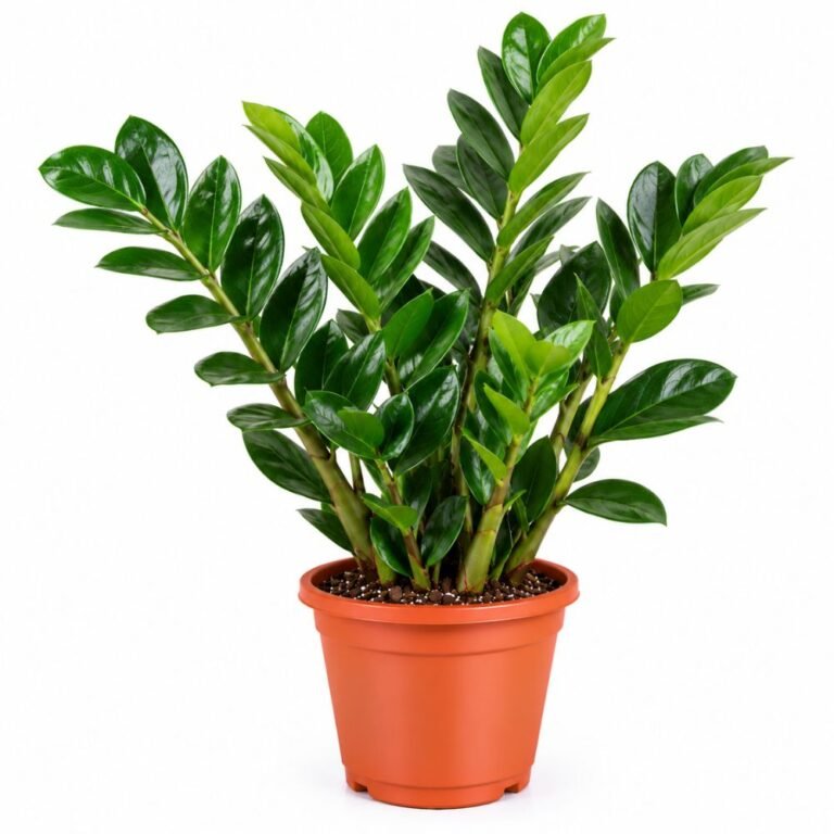 ZZ Plant