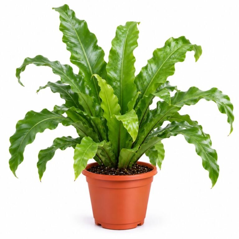 Bird Nest Fern