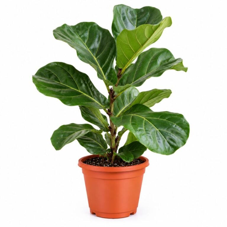 Fiddle Leaf