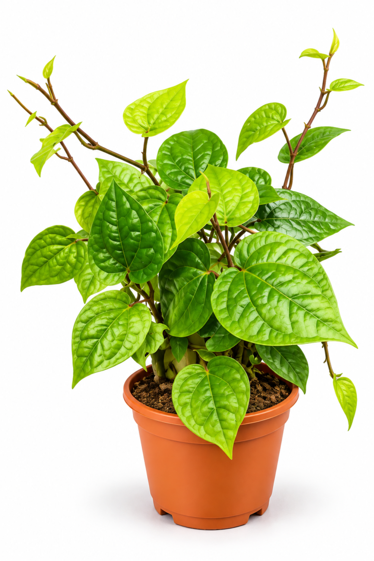 Magai Paan