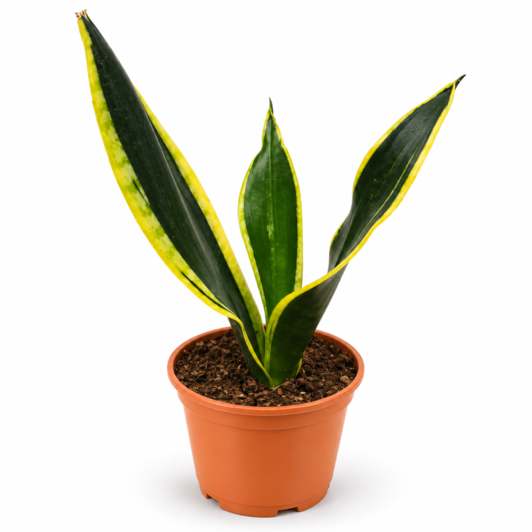 Snake Plant Black Gold