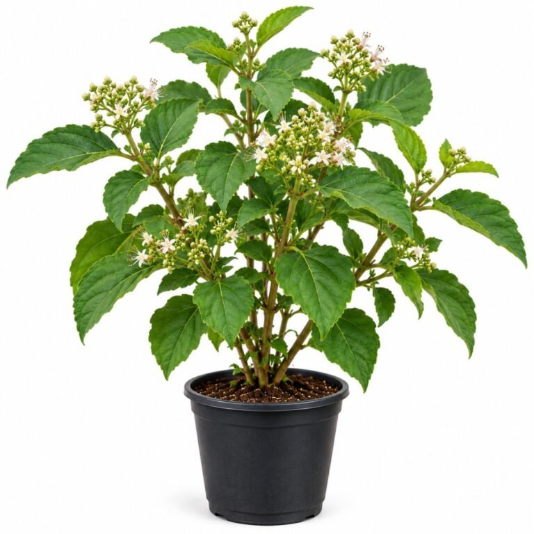 Agnimatha (Agnimantha)