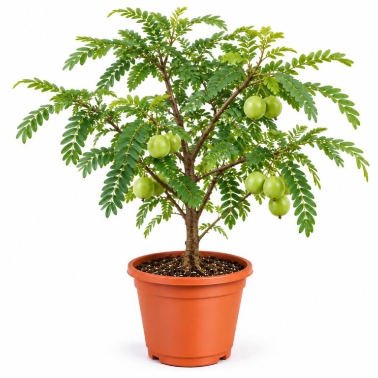 Amla