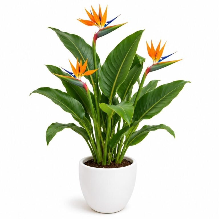 Bird of Paradise