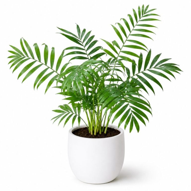 Chamaedorea palm