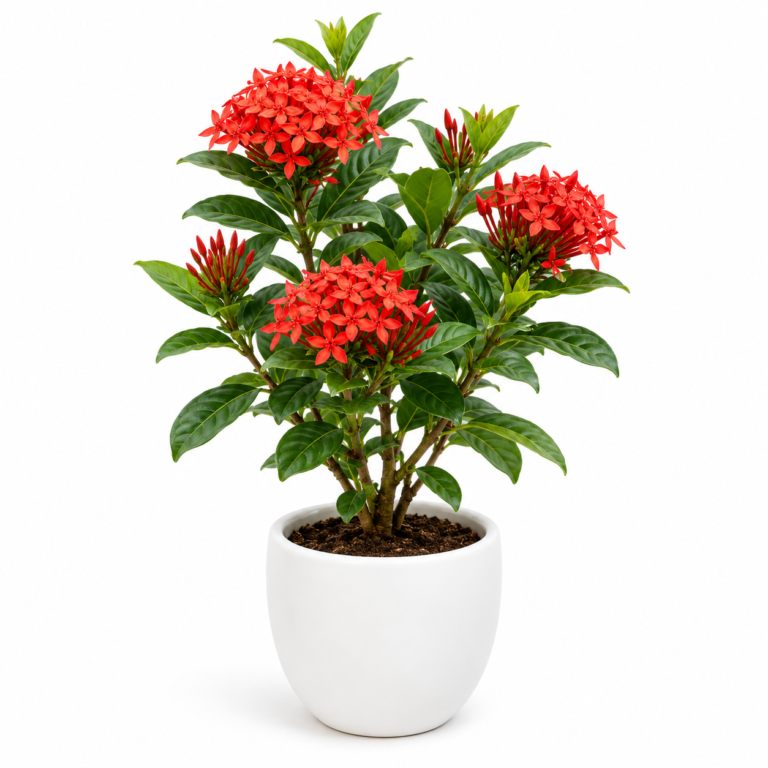 Ixora