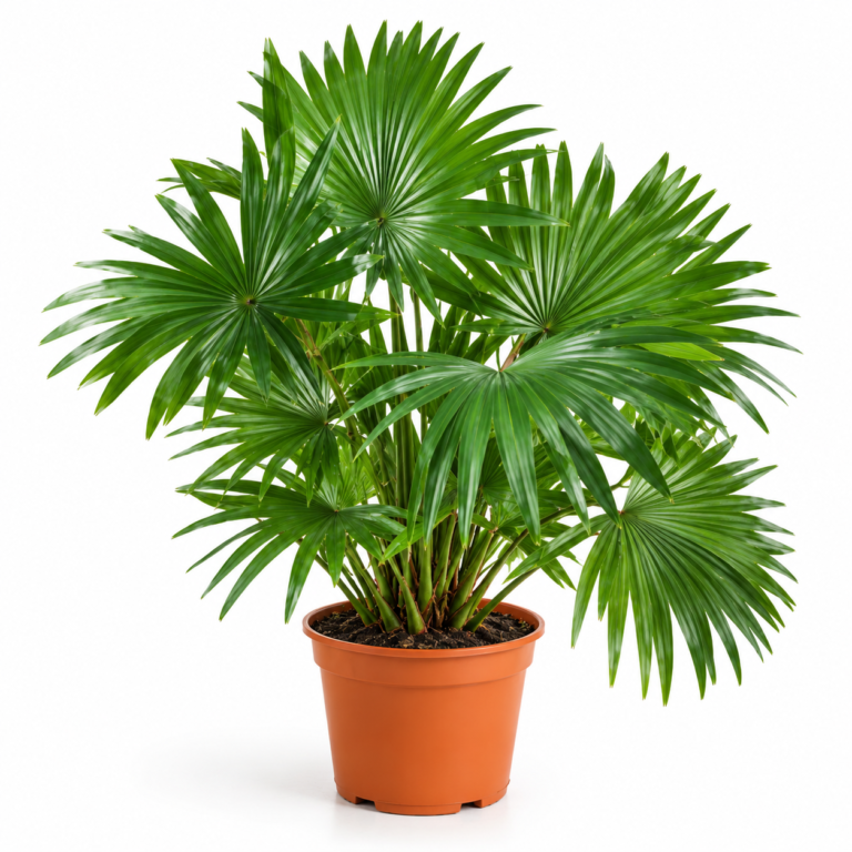 Table Palm